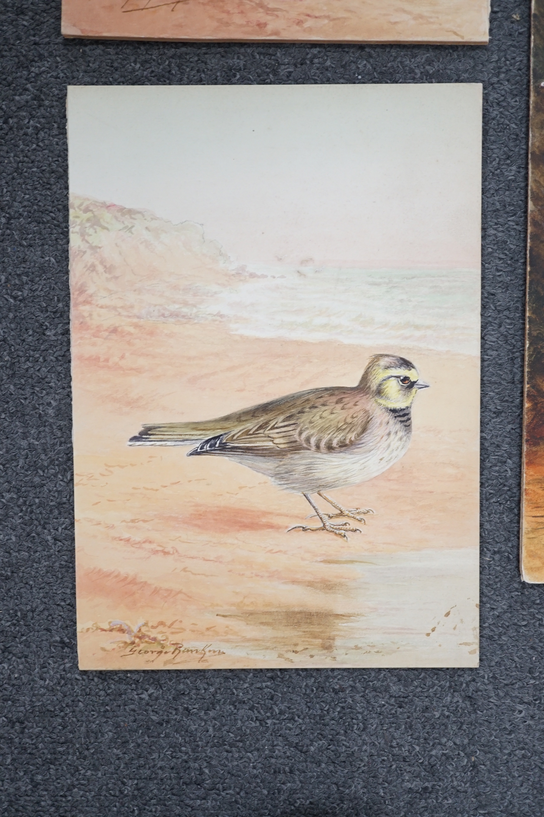 George James Rankin (British, 1864-1937), four watercolour designs for postcards, British Birds; Kentish Plover, Shorelark, Seagulls Flying & Common Gulls, signed, 27 x 19cm (3) and 46 x 30cm (1)